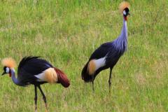 Creted-crane