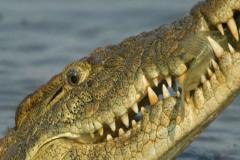 Crocodile_eating_fish