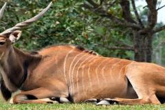 Giant-Eland-new_1