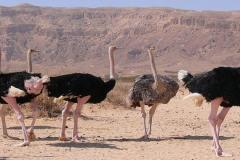 Ostrich_tallest_bird-2_1