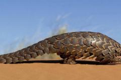 PANGOLIN_0