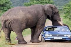 elephandcar