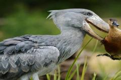 shoebill-with-a-duck