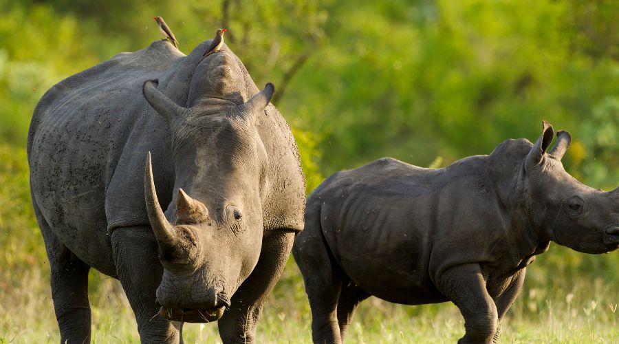 3 Days Murchison Falls Wildlife Safari & Rhino Tracking