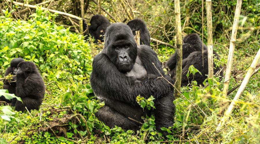 3 Days Rwanda Gorilla Trekking Safari