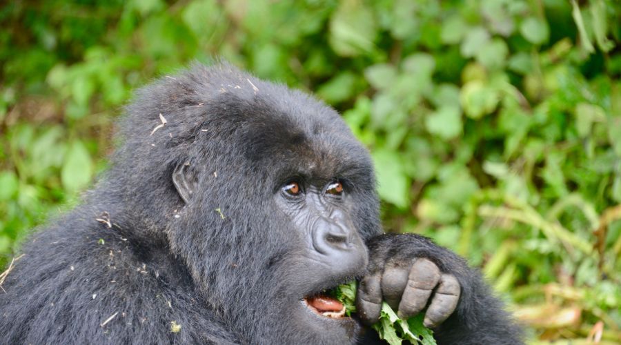 6 days Uganda Gorilla and Wildlife Safari