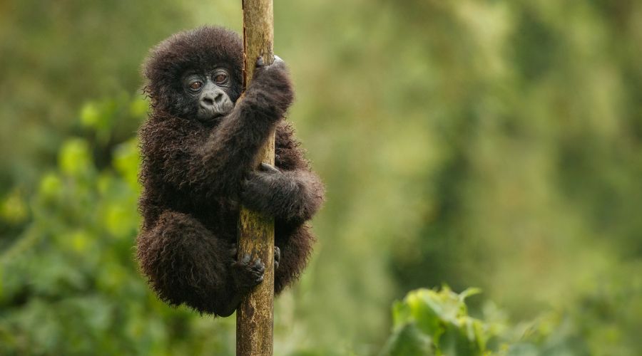 7 Days Private Gorilla Safari in Uganda