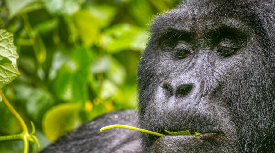 Bwindi Impenetrable National Park