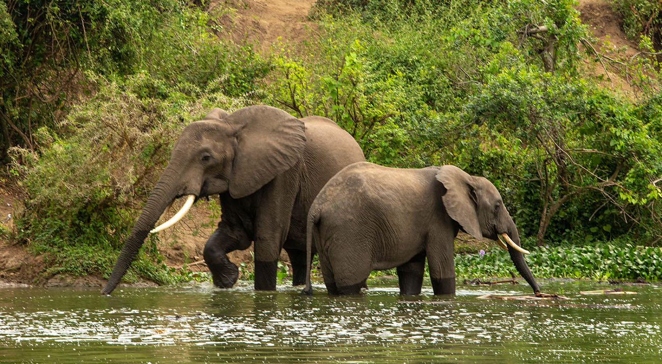 3 days Wildlife Tour In Queen Elizabeth National Park