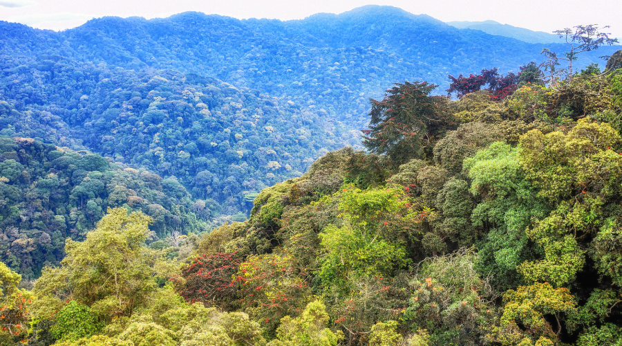 Nyugwe Forest National Park